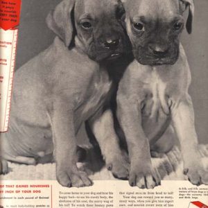 Gaines Dog Food Ad 1950