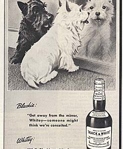 Black & White Scotch Whisky Ad 1948