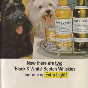 Black & White Scotch Whisky Ad 1964