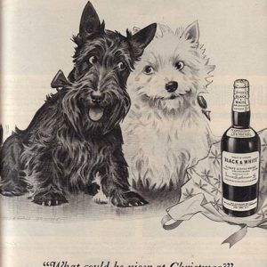 Black & White Scotch Whisky Ad