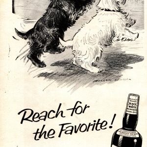 Black & White Scotch Whisky Ad 1959